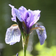 Iris i Dronningparken (Foto: Liv Osmundsen, Det kongelige hoff)